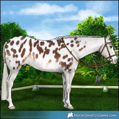 Horse Color:Liver Chestnut Mushroom Appaloosa 