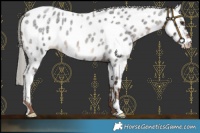 Horse Color:Liver Red Roan Mushroom Near Leopard 