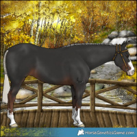 Horse Color:Liver Chestnut Mushroom 