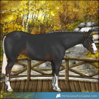 Horse Color:Liver Chestnut Mushroom