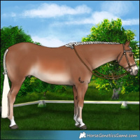 Horse Color:Chestnut Mushroom