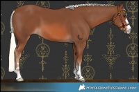 Horse Color:Chestnut Mushroom