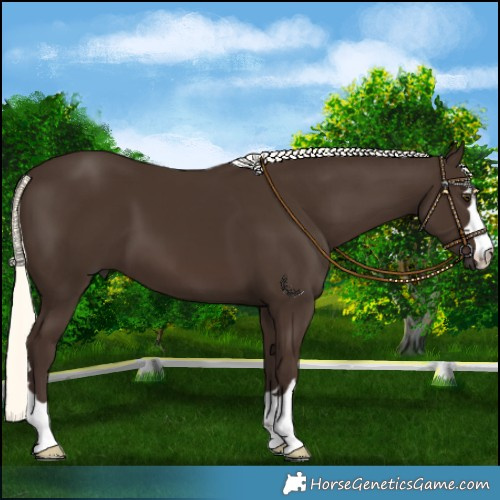 Horse Color:Liver Chestnut Mushroom 