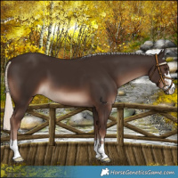 Horse Color:Liver Chestnut Mushroom