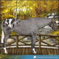 Horse Color:Liver Chestnut Mushroom Varnish 