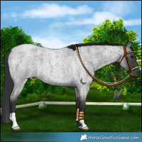 Horse Color:Blue Roan Mushroom 