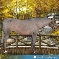 Horse Color:Liver Chestnut Mushroom Varnish 