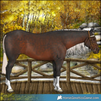Horse Color:Liver Chestnut Mushroom 