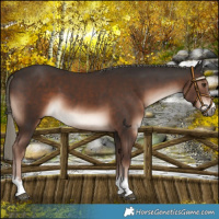 Horse Color:Liver Chestnut Mushroom 