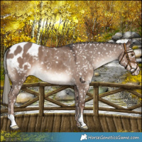 Horse Color:Liver Red Dun Mushroom Appaloosa 
