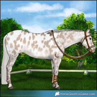 Horse Color:Liver Red Dun Mushroom Appaloosa
