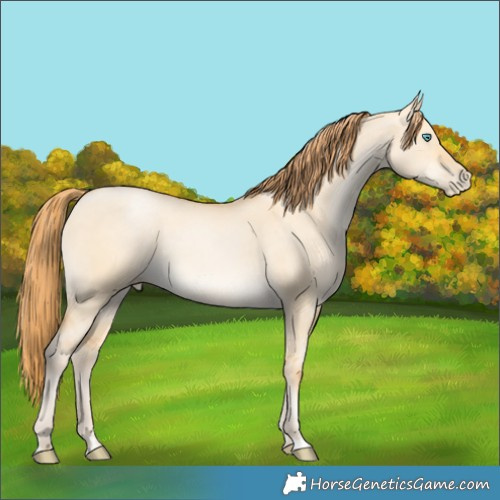 Horse Color:Buckskin Pearl Dun 