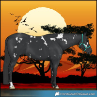Horse Color:White Spotted Black
