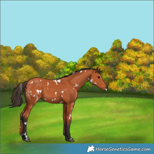 Horse Color:White Spotted Bay 