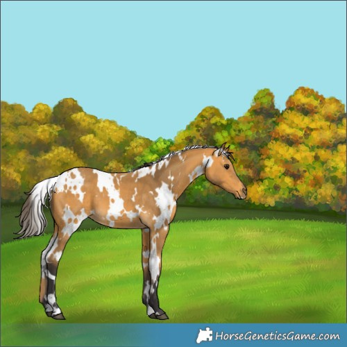 Horse Color:White Spotted Buckskin 