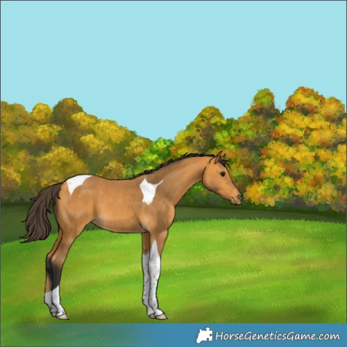 Horse Color:Buckskin Tobiano 