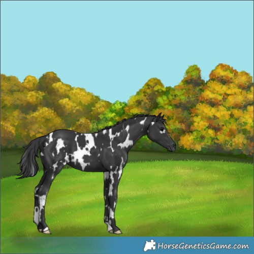 Horse Color:White Spotted Black 