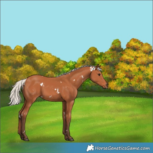 Horse Color:White Spotted Silver Bay 