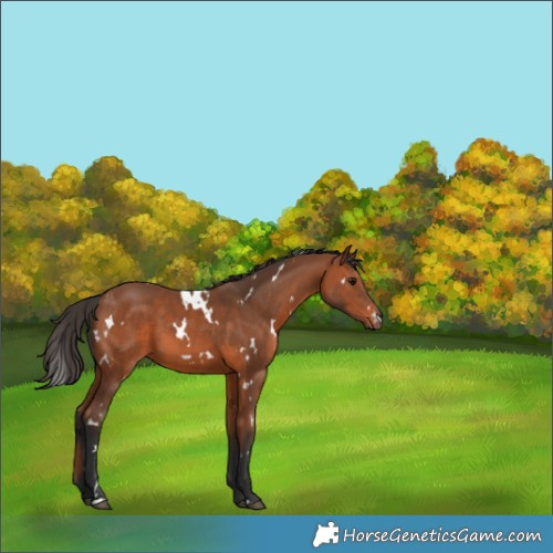 Horse Color:White Spotted Bay 