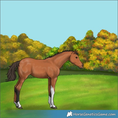 Horse Color:Bay Tobiano 