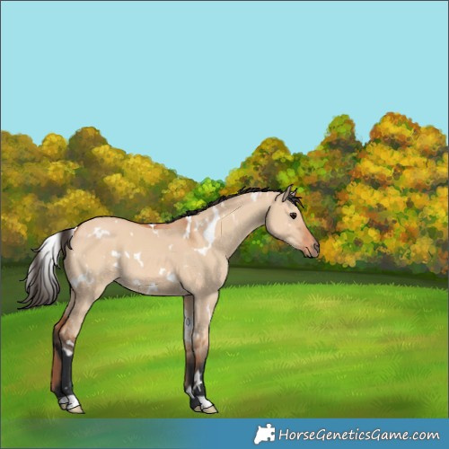 Horse Color:White Spotted Bay Dun 