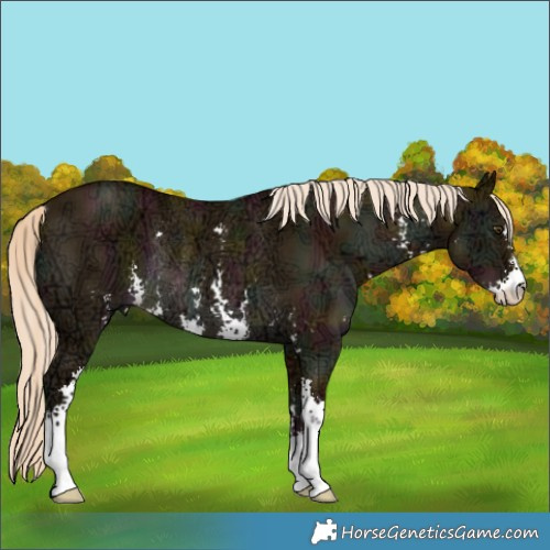 Horse Color:Midnight Palomino Ice Dun Sabino Rabicano 