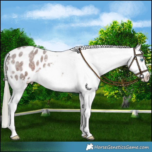 Horse Color:Liver Red Roan Mushroom Splash Appaloosa 