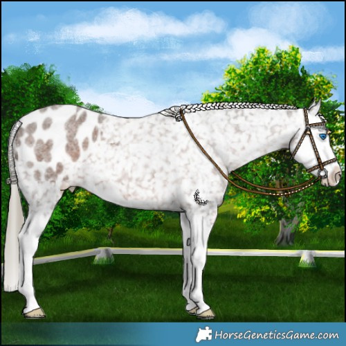 Horse Color:Liver Red Roan Mushroom Splash Appaloosa 