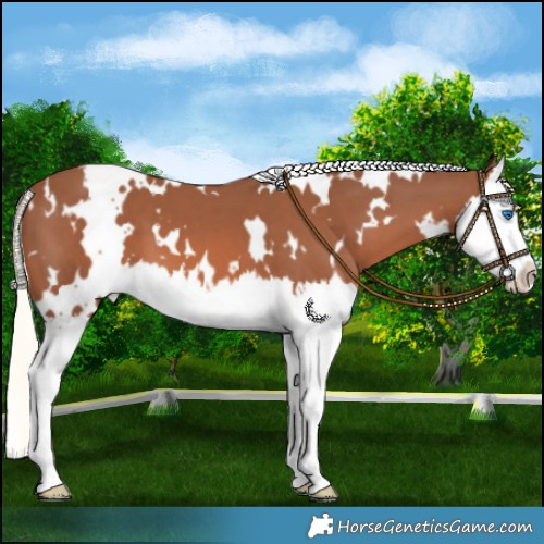 Horse Color:White Spotted Chestnut Mushroom Splash