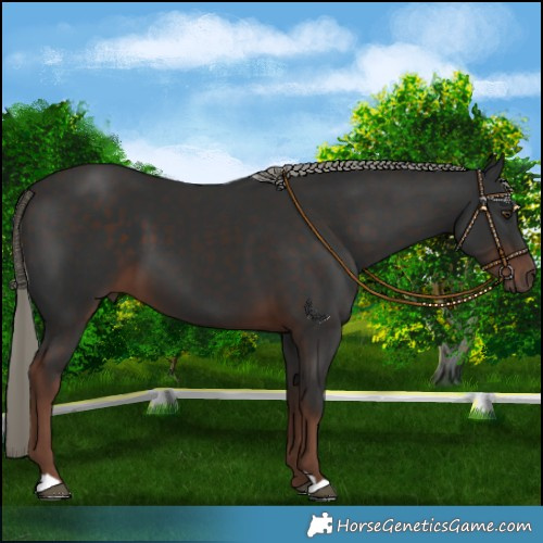 Horse Color:Liver Chestnut Mushroom 