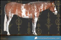 Horse Color:Silver Bay Mushroom Sabino 