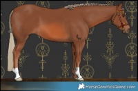 Horse Color:Chestnut Mushroom