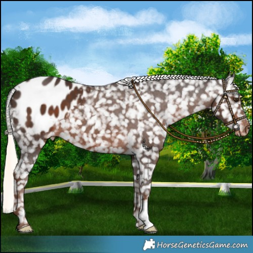 Horse Color:Liver Chestnut Mushroom Appaloosa 