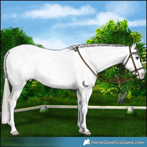Horse Color:Liver Chestnut Mushroom Sabino Appaloosa 