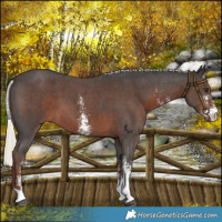 Horse Color:Liver Chestnut Mushroom Sabino