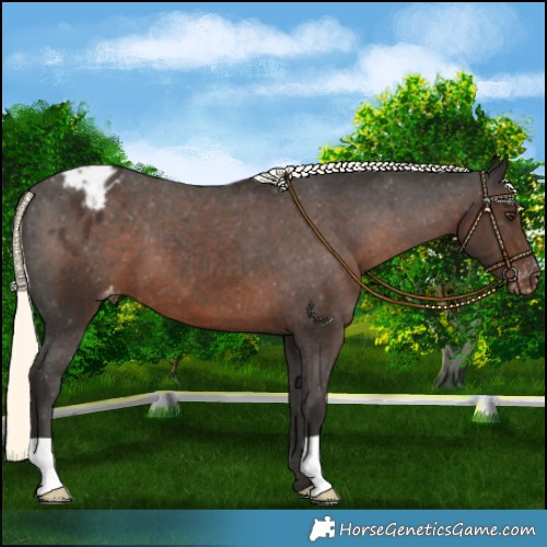 Horse Color:Liver Chestnut Mushroom Appaloosa