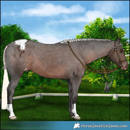 Horse Color:Liver Chestnut Mushroom Appaloosa 
