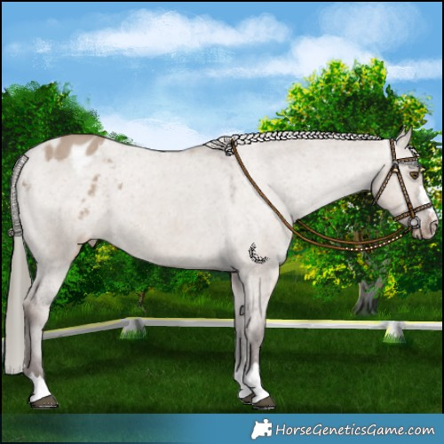 Horse Color:Liver Red Dun Mushroom Appaloosa 