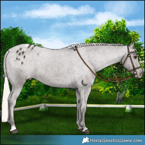 Horse Color:Liver Chestnut Mushroom Appaloosa 