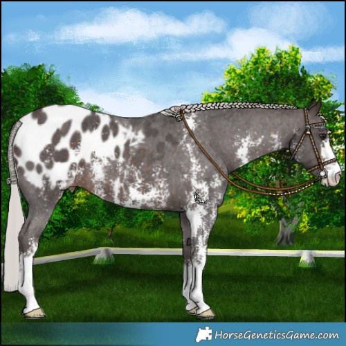 Horse Color:Silver Brown Mushroom Sabino Appaloosa 