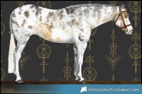 Horse Color:Silver Buckskin Mushroom Sabino Blanket