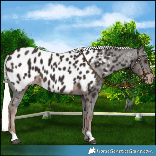 Horse Color:Liver Chestnut Mushroom Appaloosa