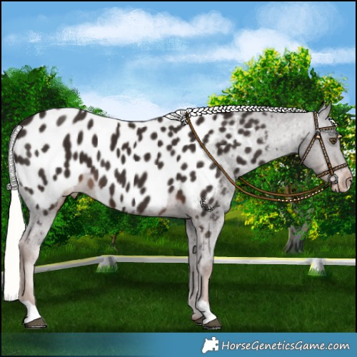 Horse Color:Liver Chestnut Mushroom Appaloosa 