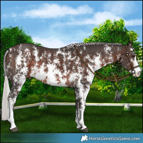 Horse Color:Silver Brown Mushroom Sabino 