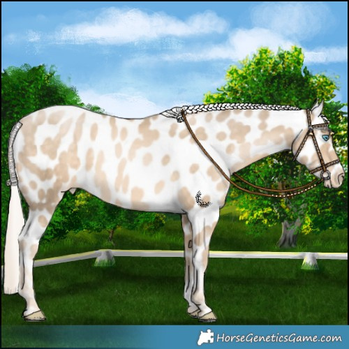 Horse Color:Chocolate Palomino Pearl Mushroom Appaloosa