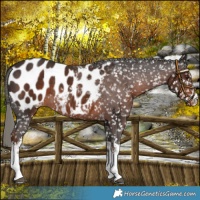 Horse Color:White Spotted Liver Chestnut Mushroom Blanket Rabicano 