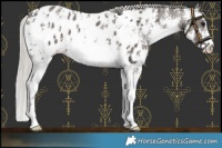 Horse Color:Silver Black Mushroom Sabino Blanket