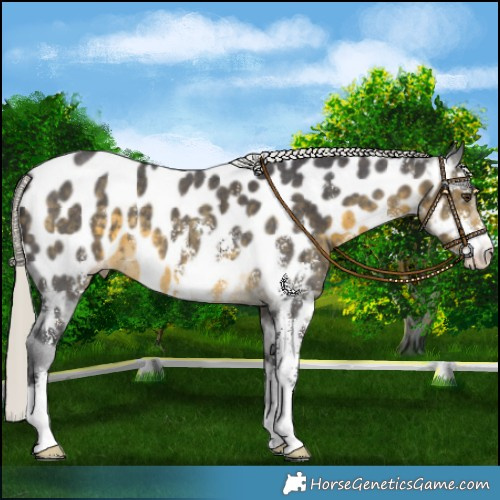 Horse Color:Silver Buckskin Mushroom Sabino Appaloosa 