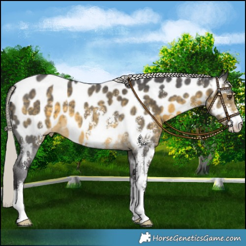 Horse Color:Silver Buckskin Mushroom Sabino Appaloosa