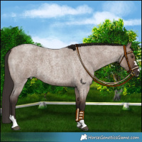 Horse Color:Liver Red Dun Roan 